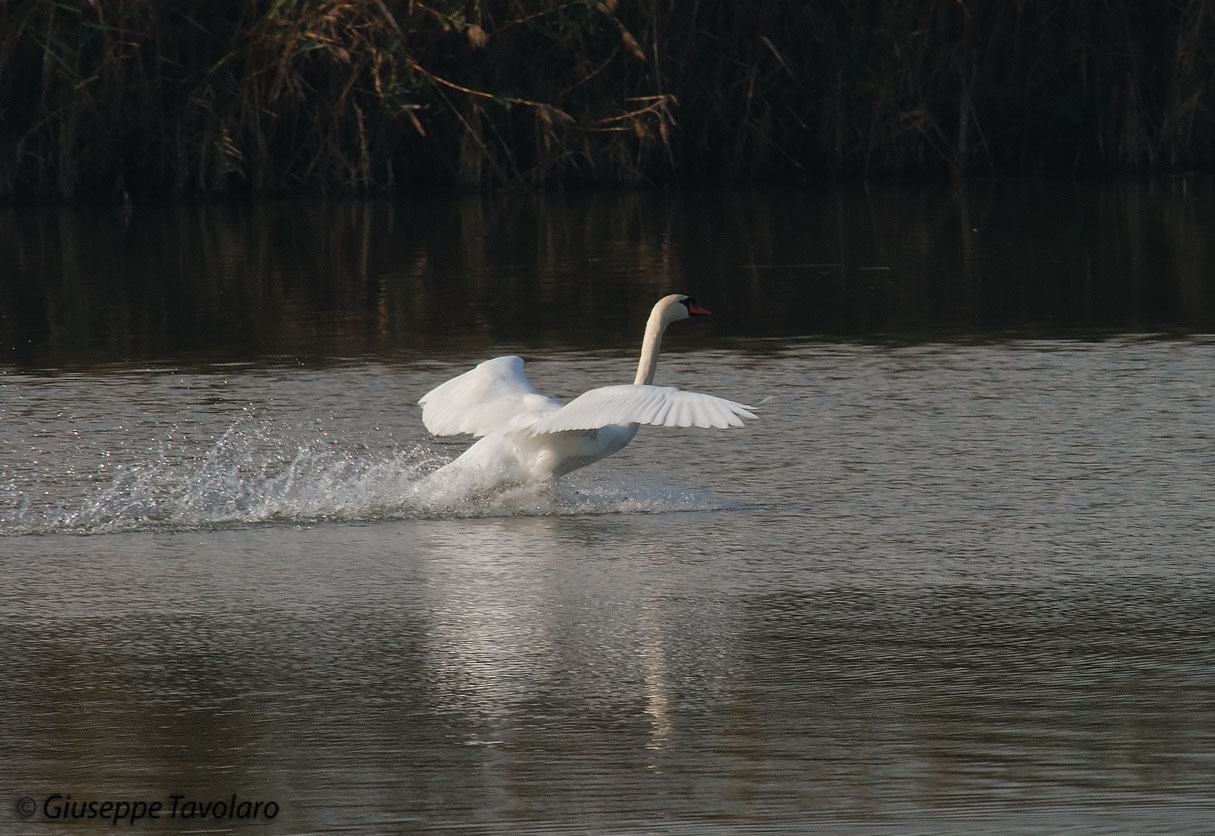 Cigno reale - Cygnus olor  &  Cigno nero - Cygnus atratus
